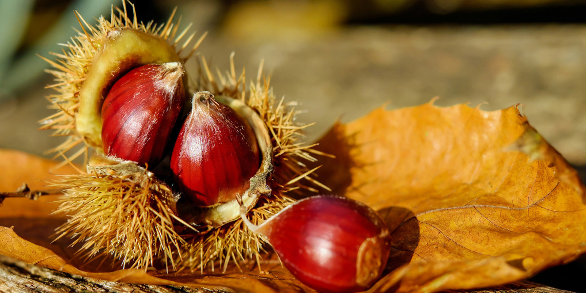 Sweet Chestnuts
